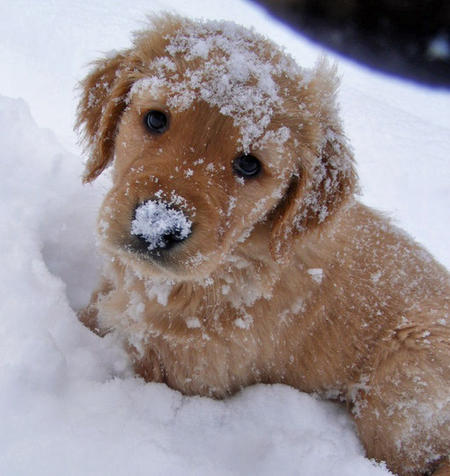 golden retriever puppies in the snow. the Golden Retriever
